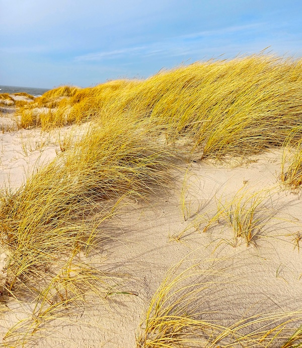 Sylt Impressionen
  (20_20240203_115749.jpg)