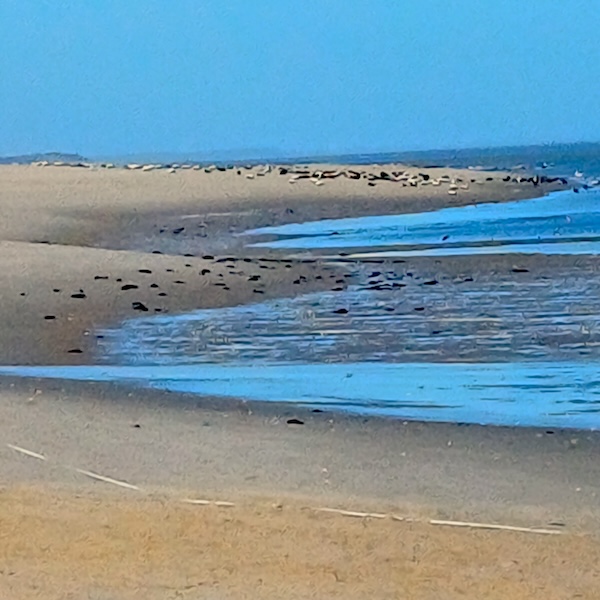 Sylt Impressionen
  (25_20240203_132212.jpg)